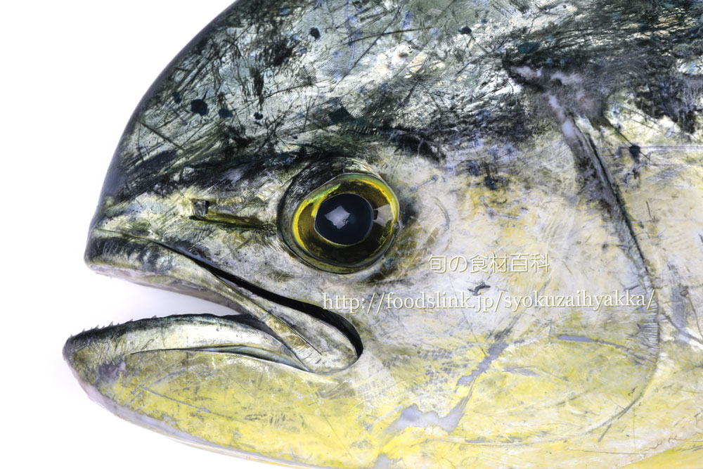 シイラ 鬼頭魚、鱪 釣り百科-あらゆる釣りの知識が集約