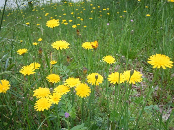 イノブタとはどんな害獣？生態や対策方法などを解説 EPARKくらしのレスキュ