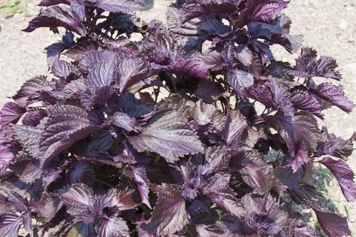 アカジソ - 植物図鑑 - エバーグリーン