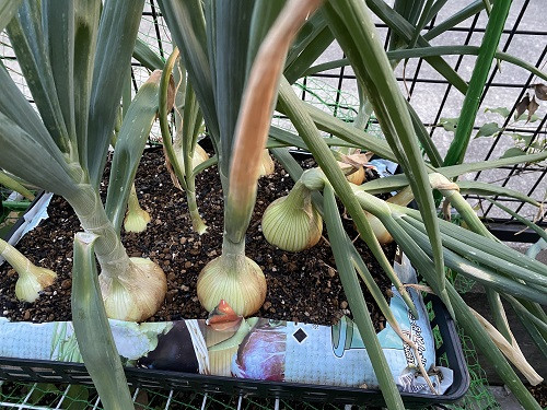 おっタマげ！淡路島 巨大オブジェ「おっ玉葱」を直撃☆◇◇◇ Hotel & Resorts MINAMIAWAJI ぶろぐ ◇◇◇ - 楽天ブログ