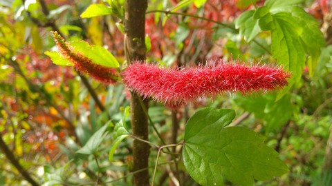 植物 ニシキアカリファ - 奄美 海風blog