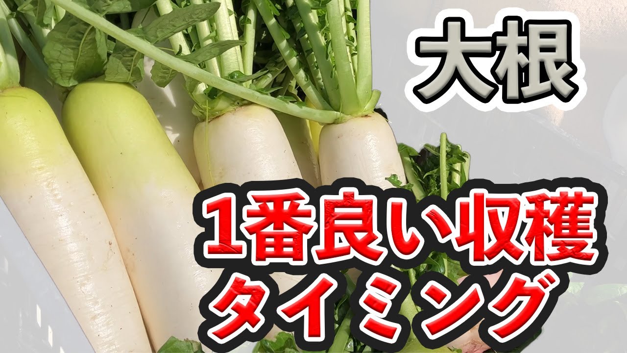家庭菜園 はつか大根収穫遅れで失敗？ でも大丈夫！”す”入り大根煮と葉の炒め物でぺろりおかず 動画作成- Uターン主婦 ありふれた生活