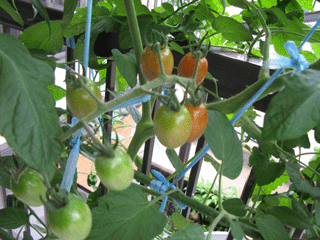 パプリカの水耕栽培 : 野菜・花・多肉のかんたん水耕栽培