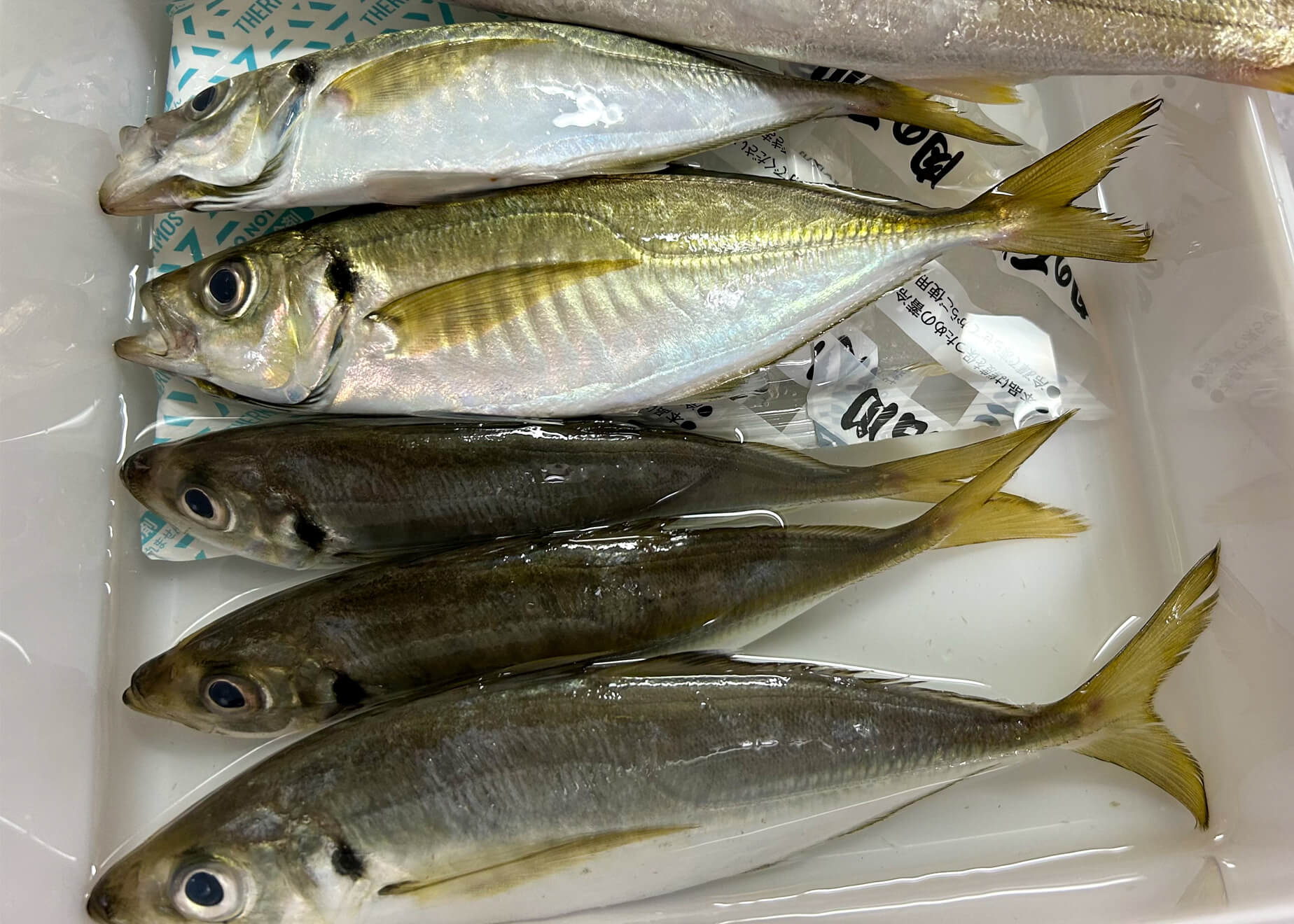 アジフライ超ふっくらアゲ揚げ , 薄っすい小鯵パンプアップ術 , ◎サクッ‼︎フワッ‼︎バリッ‼︎食感祭やぁー‼︎,小アジのウロコ、ゼイゴ、頭、内臓取って水洗いして、, 腹骨、背骨、背ビレとって、, うまなる液 水200g塩10g佐藤10g に3時間漬けた後,小麦粉→溶き卵水→パン粉のうえでゴロゴロさせて、, 180℃の油で揚げるﾀﾞｹｪｰ♡, ペラペラ小アジがうまなる液ガッツリ吸って,