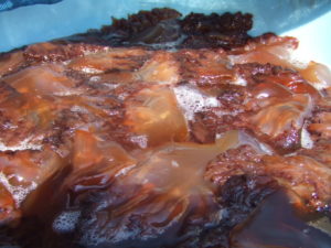 クラゲは英語で何ていうの？クラゲに関する雑学を紹介！ - ネイティブキャンプ英会話ブログ英会話の豆知識や情報満載