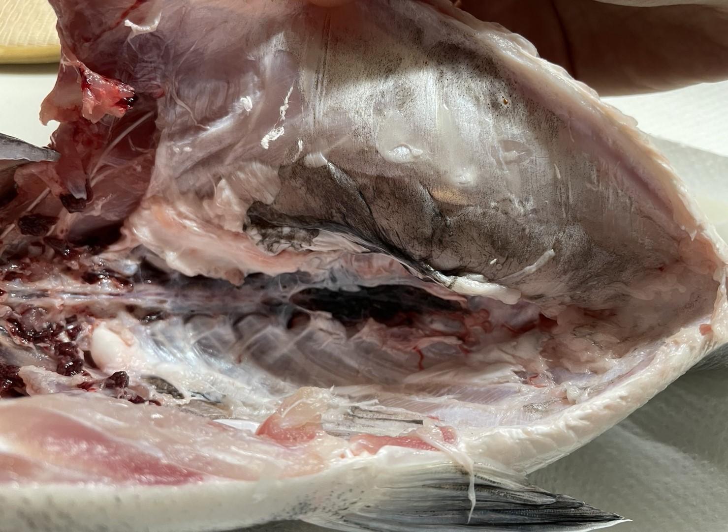 脂の乗ったサーモンで、大分のりゅうきゅう by ななままクックパッド簡単おいしいみんなのレシピが392万品