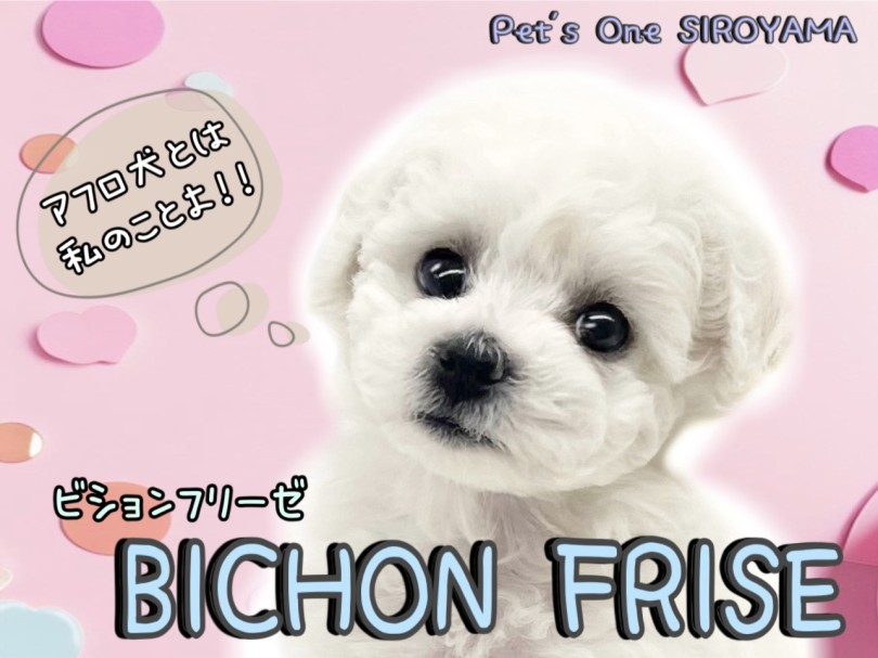 コラボ 巨大な頭のビションフリーゼをカットしたらわたあめになりました笑