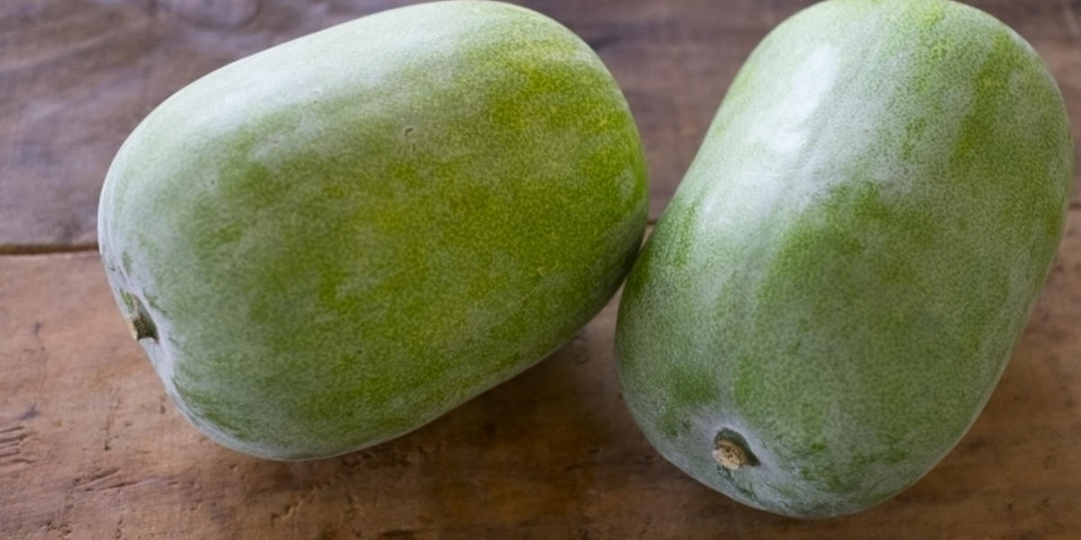 姫とうがん トウガン品種カタログタキイの野菜 タキイ種苗