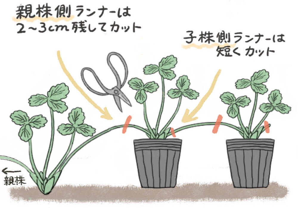 イチゴの育て方プランター栽培、肥料の与え方も解説 – 自然暮らし