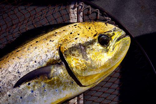 シイラのチリソースのレシピ・料理・作り方骨取り魚・骨なし魚のオカフーズ – okafoods-onlineshop