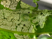 ヘチマ 葉っぱをお茶にしてみました I tried to make loofah leaves into tea - YouTube