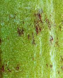 オクラに黒い部分・斑点・ぶつぶつがあっても食べれる？虫なのか、食べれない状態は？食生活研究所 -食☆ラボ