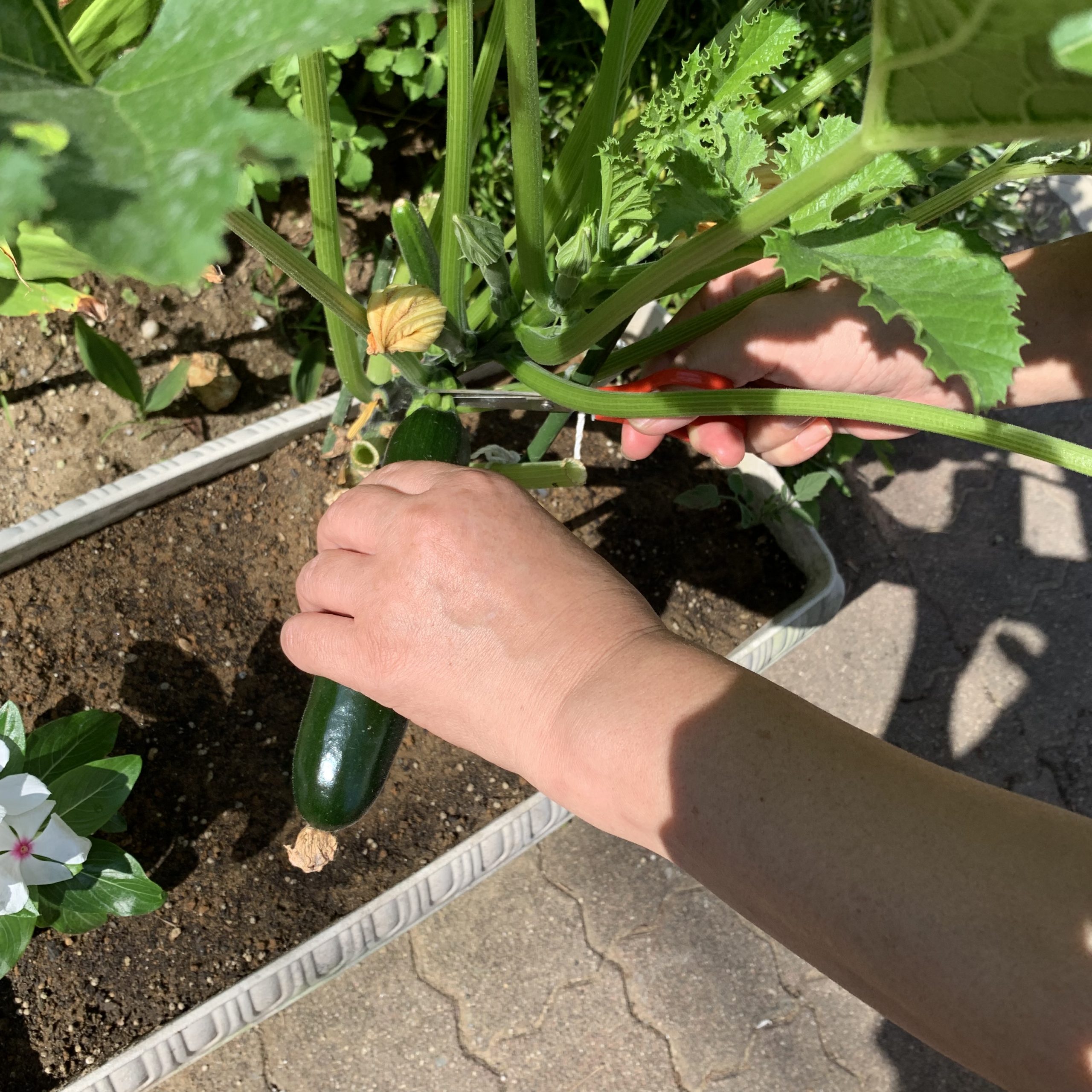 ズッキーニをプランターで栽培・収穫しましたたか爺の楽しい家庭菜園・ガーデニングなど