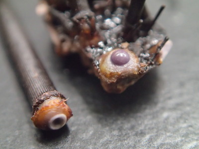 おいしいウニの種類は？産地や旬の時期・失敗しない選び方のポイント4つ 本田水産株式会社