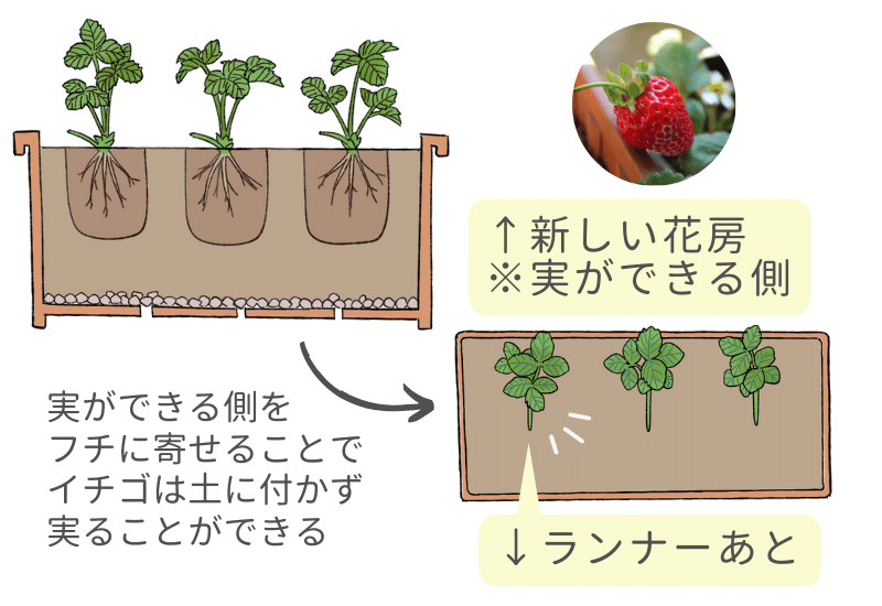 いちごの苗取り後の親株は捨てるべき？翌年も育てるべき？メリットとデメリットを解説やさいガーデン