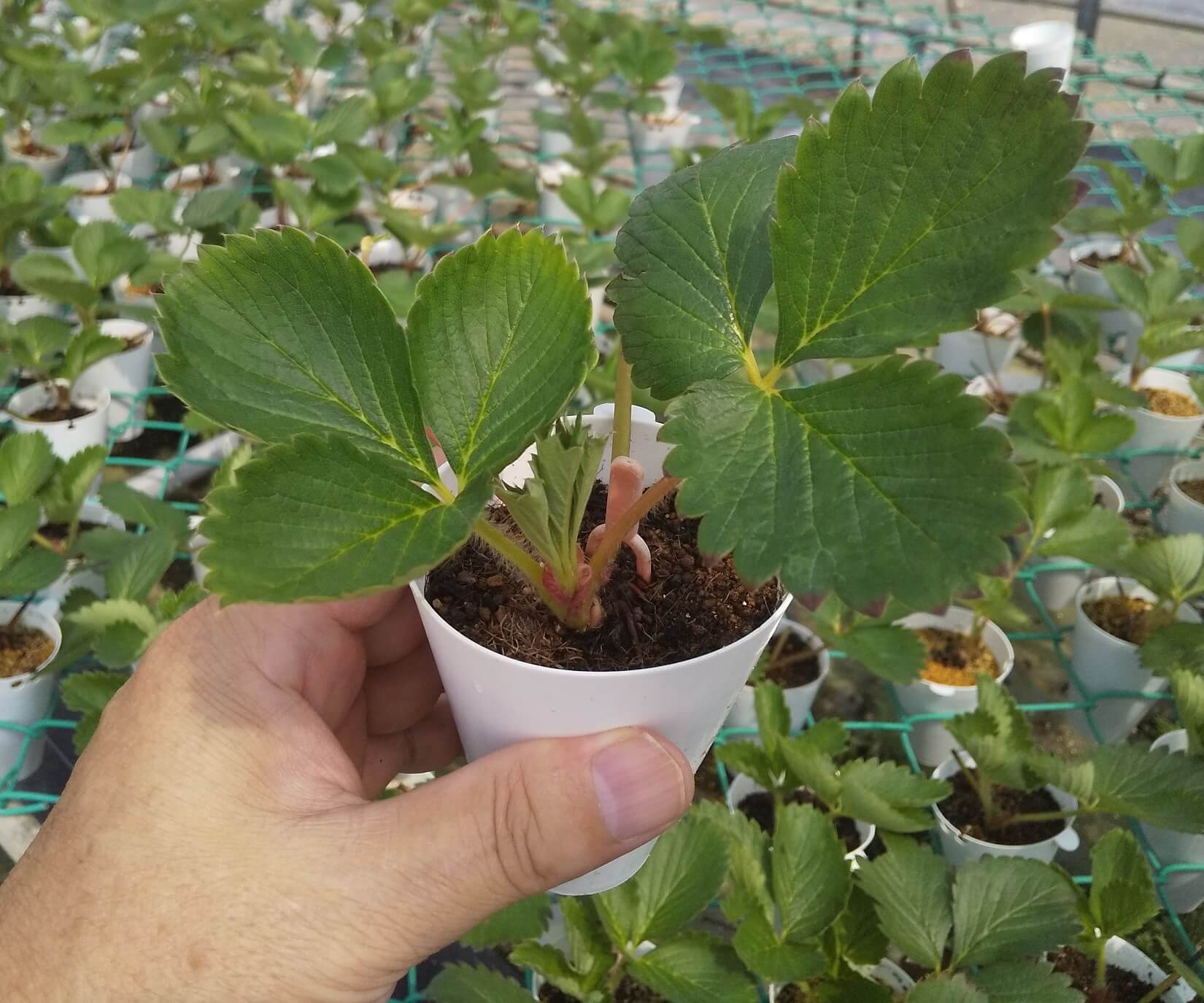 イチゴ苗の増やし方ランナーから新しい子苗を作る方法家庭菜園インフォパーク