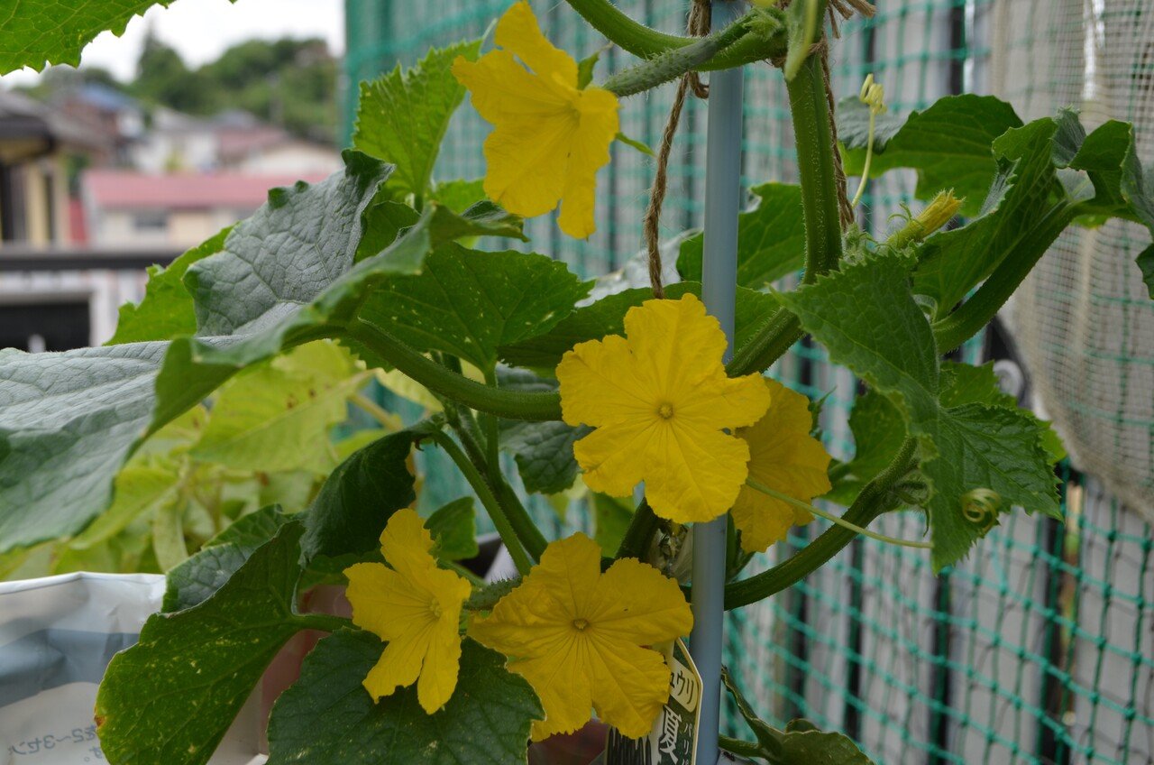 雄花に実がつくんか？, ますます単為結果性との関連を疑う。,人生に休みなし 田舎のプロ 修行中令和の百姓 農家の日常 SNSで宣伝したいけど投稿続かない農家 ひとりブラック農業だがそれでいい,きゅうり農家 きゅうりひとりで1000本 きゅうりの奴隷