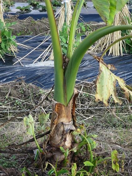 100均 洗ったペットボトルや牛乳パックに--キャップも一緒に乾かせる水切りトレイえんウチ