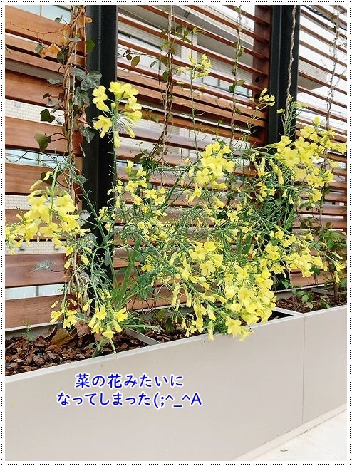 ブロッコリーの生理障害