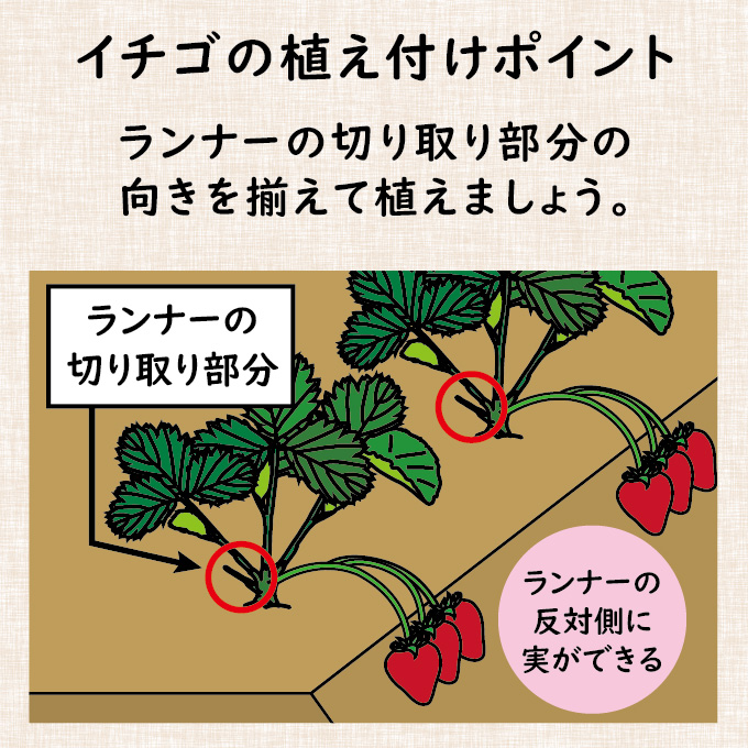 希少 レア かなみひめ イチゴ 苗 いちご 苗 4ポット＋ランナーの子苗5
