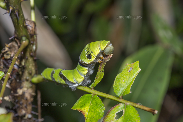 カラスザンショウの実を食べるメジロ : 赤いガーベラつれづれの記