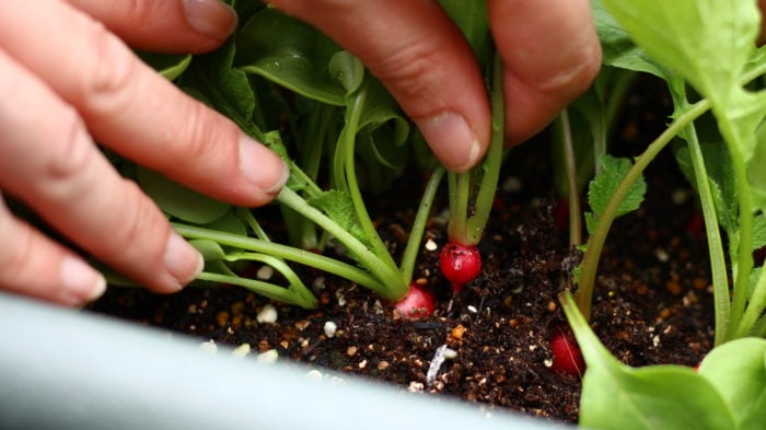 ラディッシュのプランター栽培 その１：種蒔きから出芽まで晴れ時々趣味の園芸