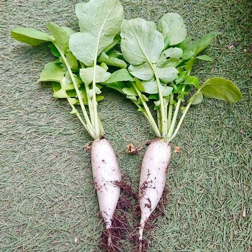 大根の収穫遅れ人生後半を楽しみたい ひきこもり主婦HIRIKA☆のブログ
