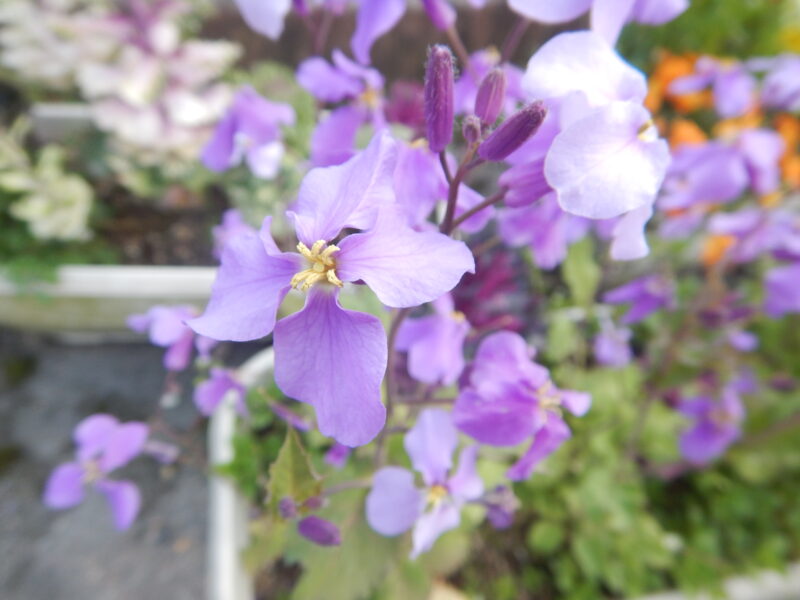 豆乳でできる！牛乳寒天みかん入り