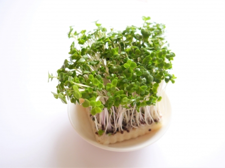 SALE ビーンスプラウト 多頭群生 韓国苗 多肉植物 多肉植物 プクニク 通販 15640304Creema クリーマ