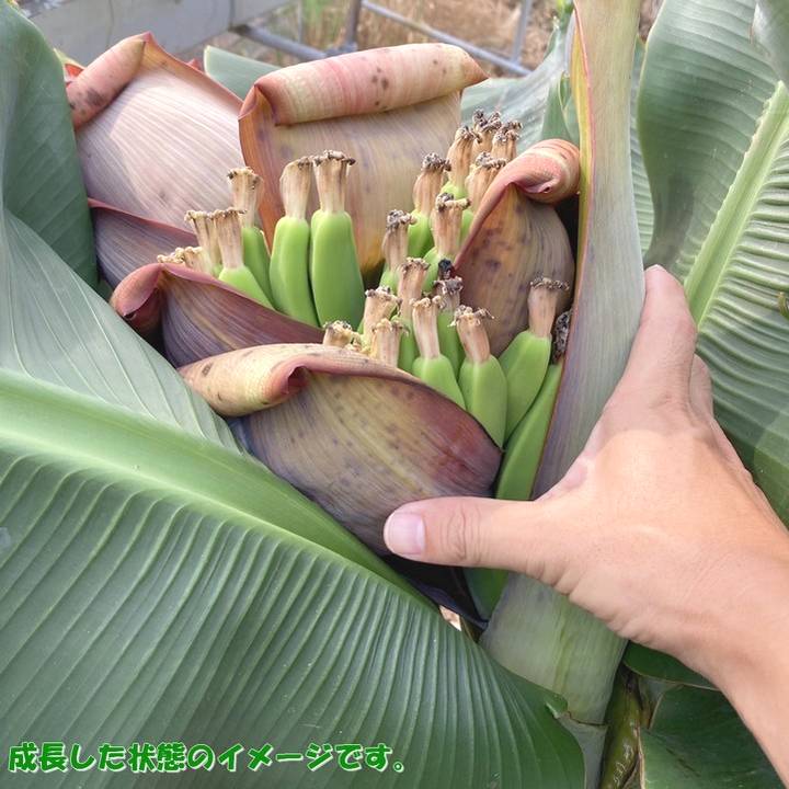 楽天市場 バナナチップス 無添加 250g 送料無料 サクサク キャベンディッシュバナナチップ 厳選のバナナチップ フィリピン産 キャベンディッシュバナナチップフィリピン産キャベンディッシュバナナチップ250g: オーケーフルーツ