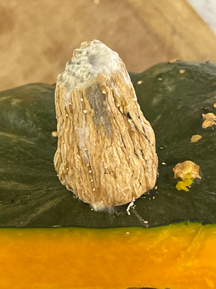 かぼちゃ 「わたがヌルヌル」「断面が白く粉っぽい 」食べても大丈夫？管理栄養士が回答！ヨガジャーナルオンライン