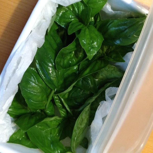 バジルの上手な摘み方と収穫方法！摘心のタイミングは？花が咲いたら