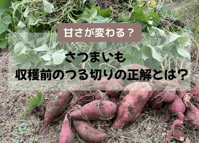 掘りたてのサツマイモは洗わないでね！しばらく放置した方が甘くなるよ 保存のポイントと甘みの秘訣- はれうさぎの耳寄り情報ブログ