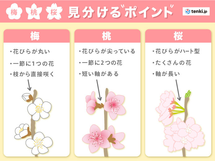 増える「果物アレルギー」 花粉症と関連、植物の種類で違いヨミドクター 読売新聞