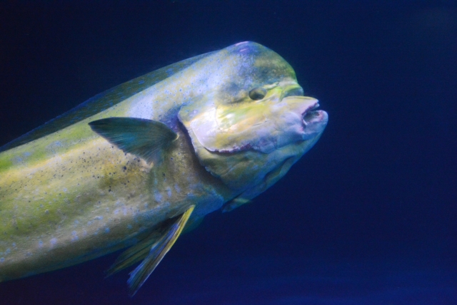 それってどんな味？イレズミコンニャクアジヌローライフ