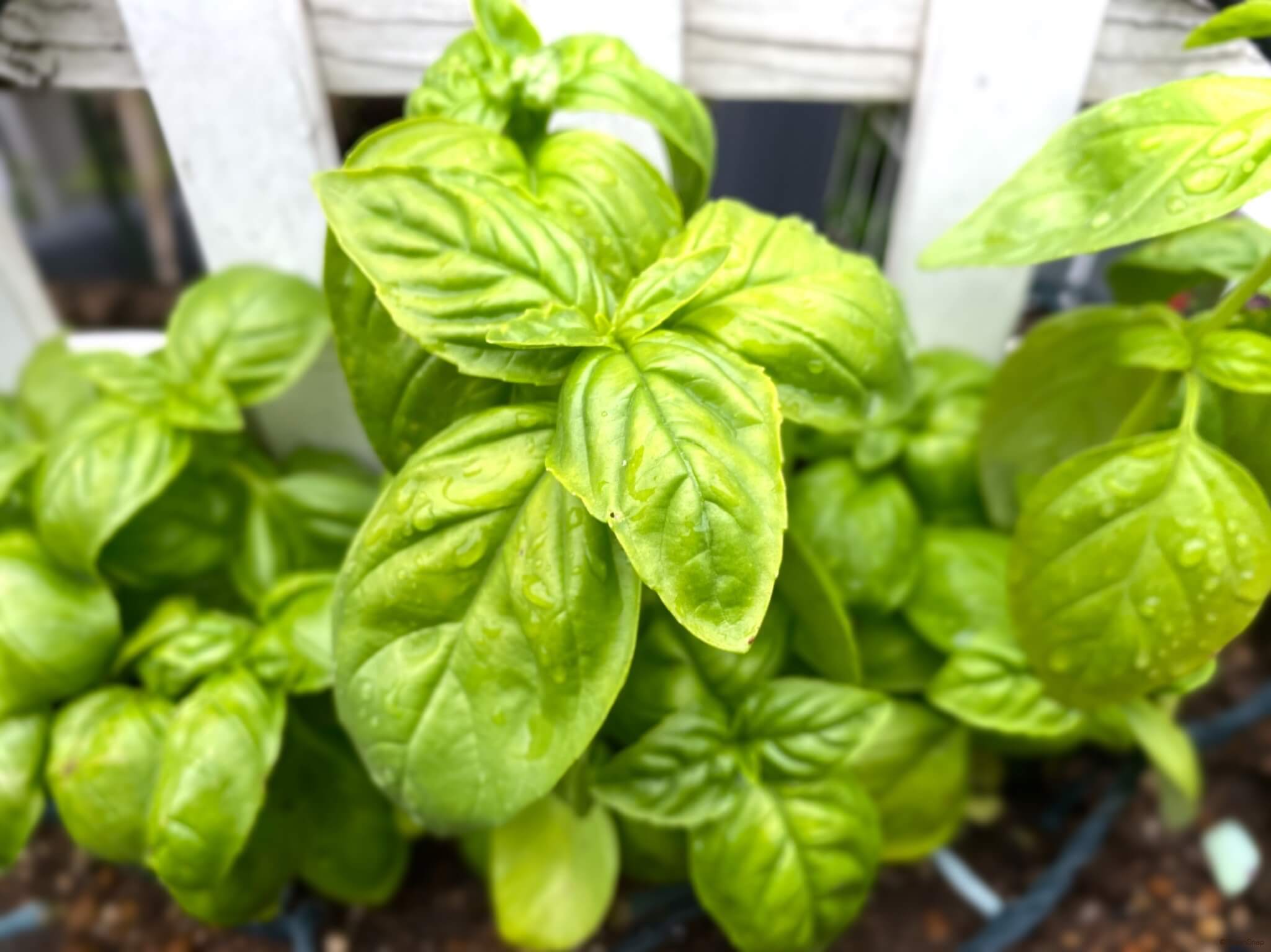 バジルの上手な摘み方と収穫方法！摘心のタイミングは？花が咲いたら