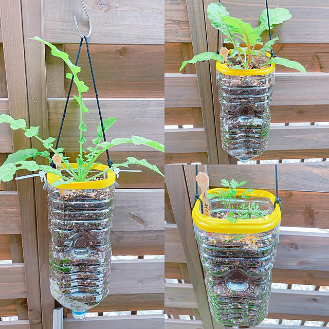 大根とラディッシュのペットボトル栽培に挑戦だい‼️🍀GreenSnap グリーンスナップ