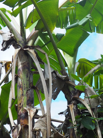 門川町観光協会 - バナナ？ 芭蕉？8 31Facebook
