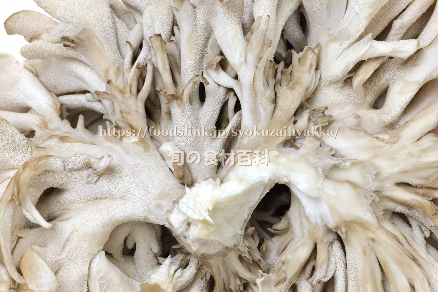 8ページ目舞茸の写真素材写真素材なら「写真AC」無料 フリー ダウンロードOK