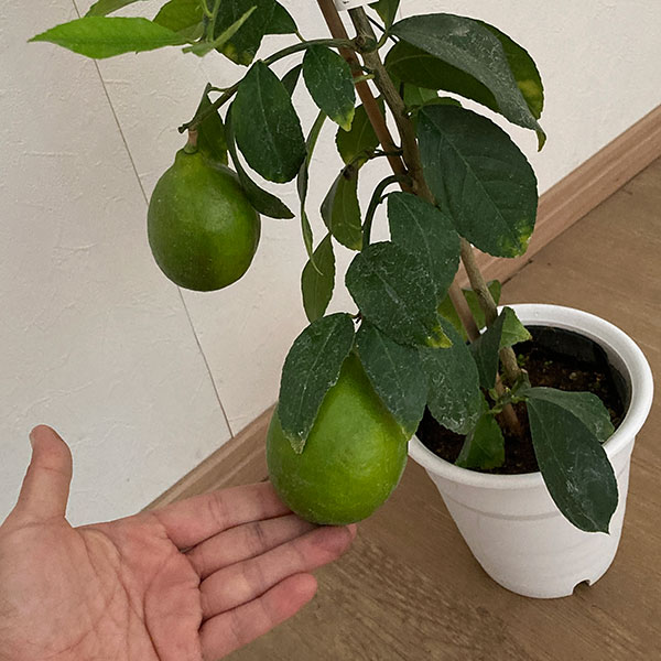 需要高まる国産レモン栽培。寒い地域でのレモン栽培のコツ＆耐寒性の強い品種とは - 農業メディア│Think and Grow ricci