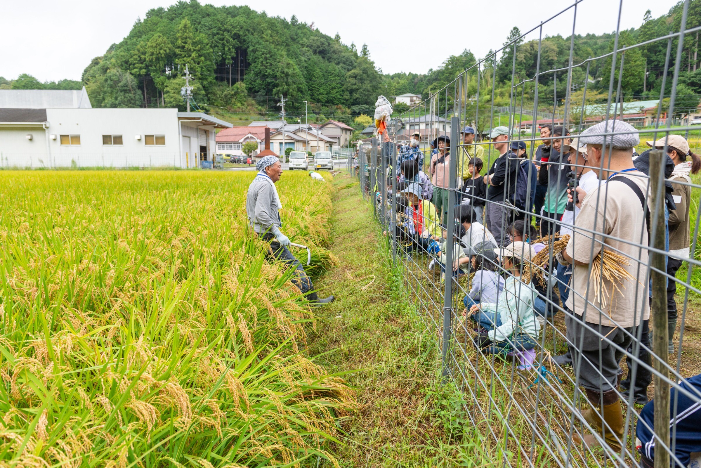複数原料米 田んぼからの便り 5kg×2