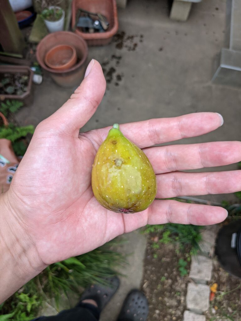 イチジクの栽培方法・育て方は？収穫時期・おすすめ品種も紹介タキイネット通販