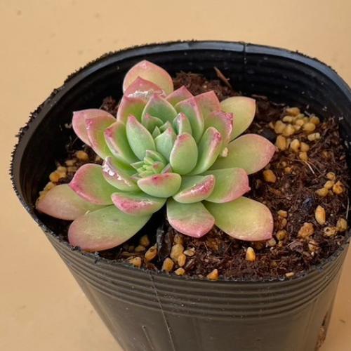 マッコスの花。「多肉植物」のアルバム-みんなの趣味の園芸424813