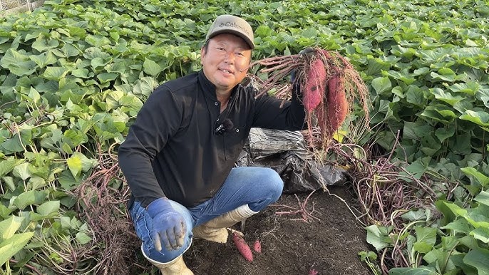 安納芋・シルクスイート サツマイモ栽培と収穫さとっちゃん菜園 ガーデニング
