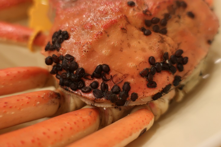 カニビルの剥がし方ズワイガニにくっついている黒いぶつぶつの剥がし方は実はとっても簡単! ・タワシで擦るだけなのです ^^https:kani-come.jp crabvilleカニビルカニの甲羅のブツブツカニの黒い点々カニビル剥がすカニカムFacebook