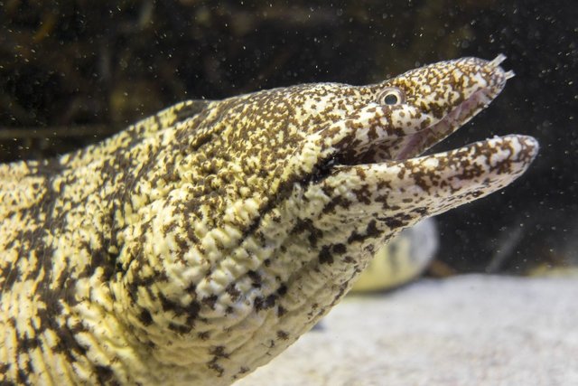 高知県でウツボ料理が食べられるお店