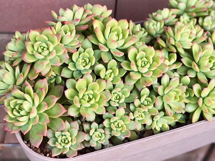 246現物 多肉植物 マッコスxバニラビス 特大るる農園~多肉植物専門