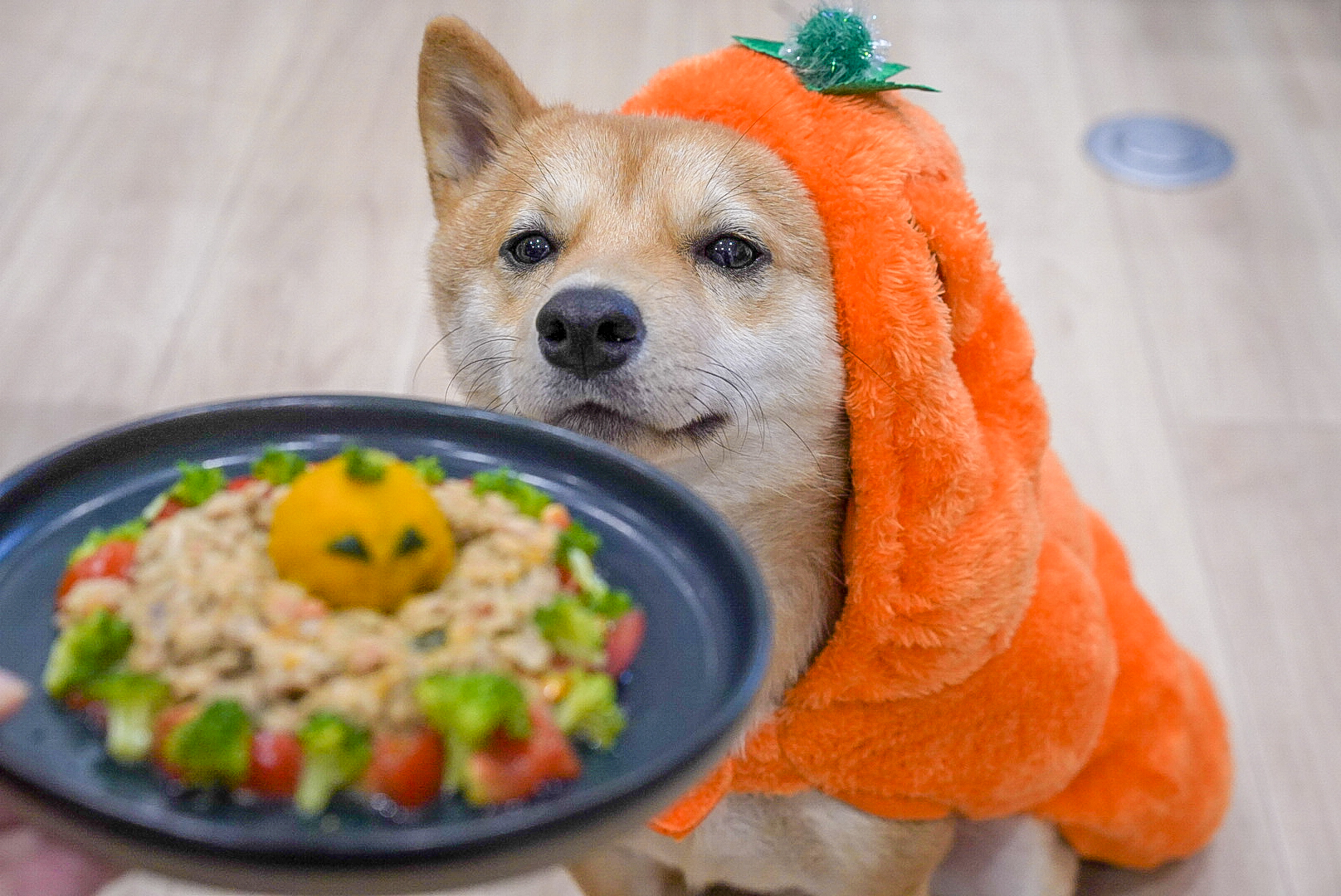 国産 無添加 手作りご飯 ドッグフード トッピング 7種類から選べる20個セット 冷凍50g×20商品一覧CoKo 犬と猫のご飯やさん