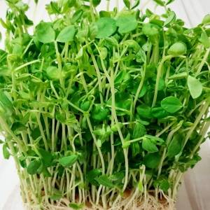 リボベジのプロから学ぶ豆苗を再生栽培するコツと豆苗からエンドウ豆を収穫する方法マイナビ農業