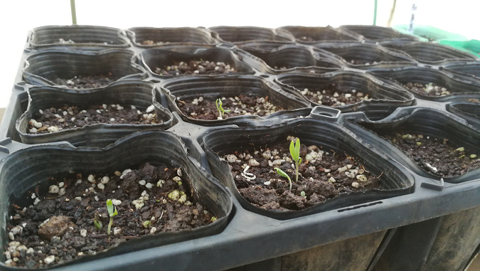 緑ナスが食べたい！種から育てる固定種 自然栽培の記録vol.4 Kanako Kuroda